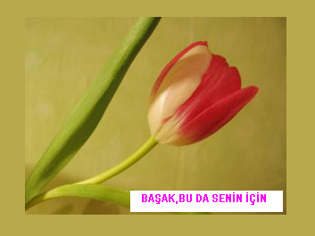 3 Gül --> 3 Üye