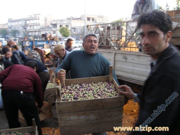 Nizipte zeytin hali neden yok?