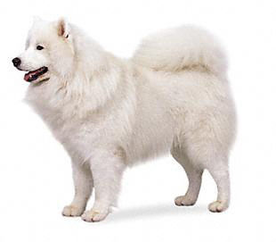 Böyle Bi Köpeğinin Olmasini Ister Misin???