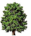 YESIL NIZIP IÇIN ELELE
