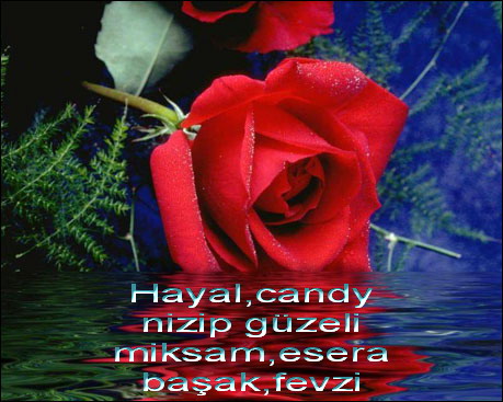 3 Gül --> 3 Üye