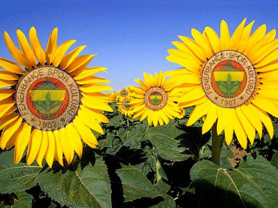 FENERBAHÇE NİCK LERİ