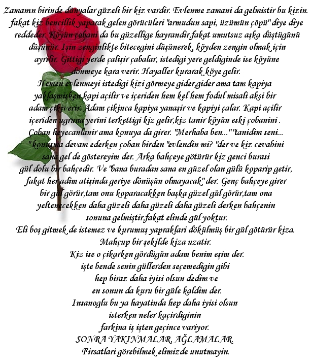 3 Gül --> 3 Üye
