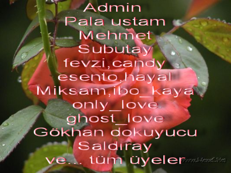 3 Gül --> 3 Üye