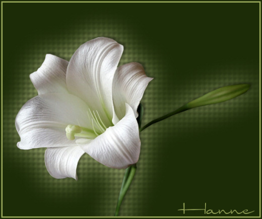 Mevlana Celaleddin Rumi