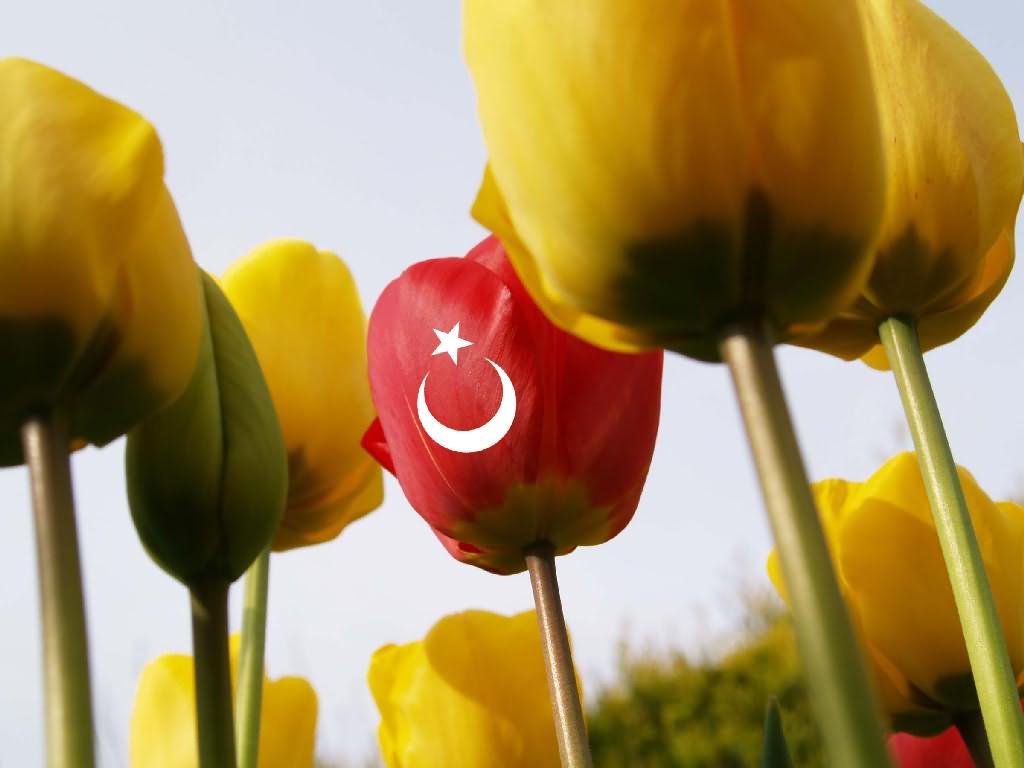 3 Gül --> 3 Üye