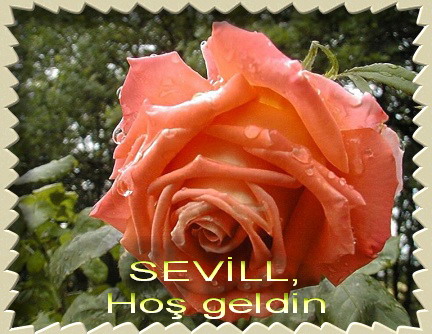 3 Gül --> 3 Üye