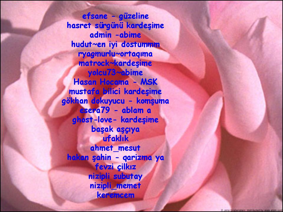 3 Gül --> 3 Üye