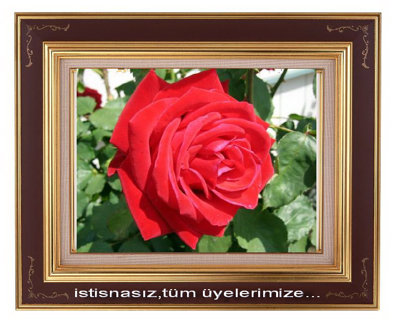 3 Gül --> 3 Üye