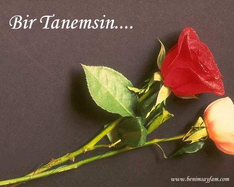 3 Gül --> 3 Üye