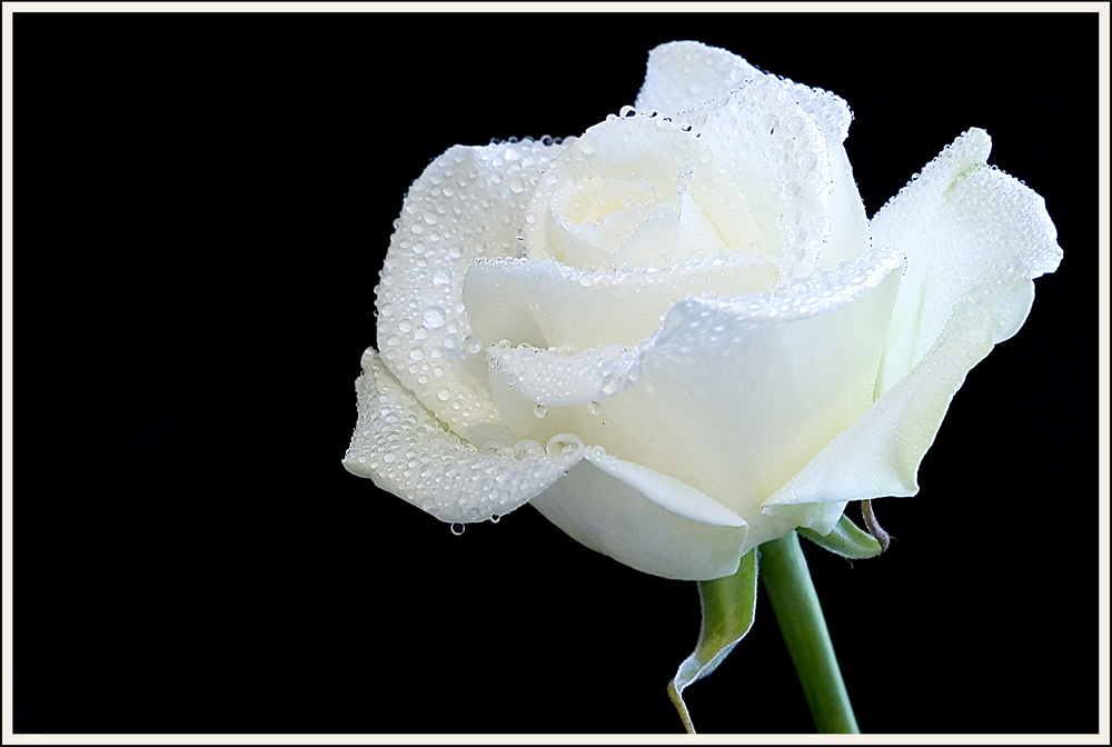 3 Gül --> 3 Üye