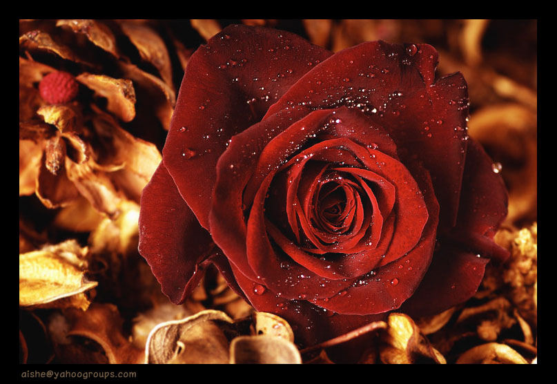 3 Gül --> 3 Üye
