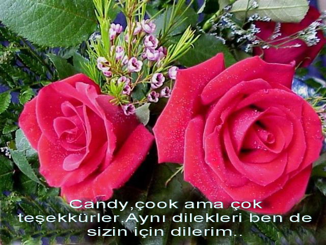 3 Gül --> 3 Üye