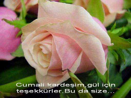 3 Gül --> 3 Üye