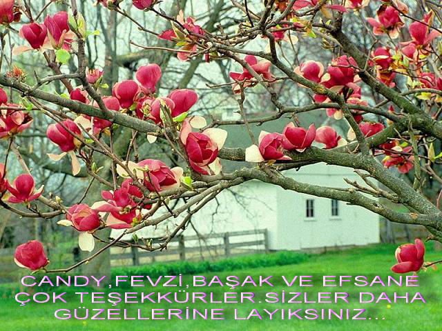 3 Gül --> 3 Üye 3 Gül --> 3 Üye