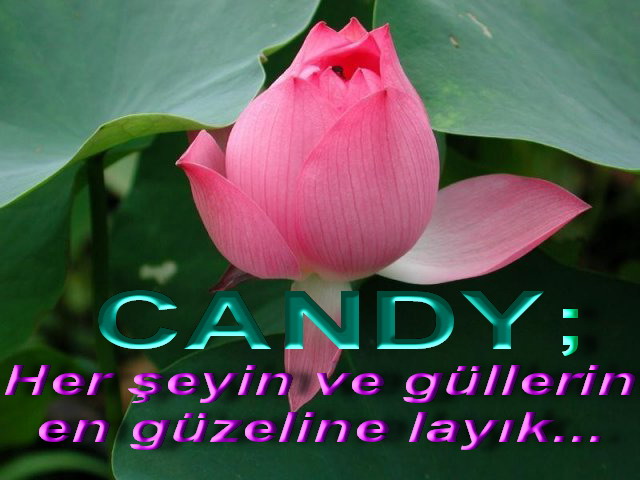3 Gül --> 3 Üye 3 Gül --> 3 Üye