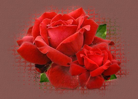 3 Gül --> 3 Üye