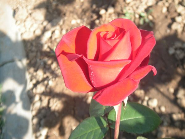 3 Gül --> 3 Üye 3 Gül --> 3 Üye