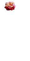 GÖNÜL BAHÇESİ