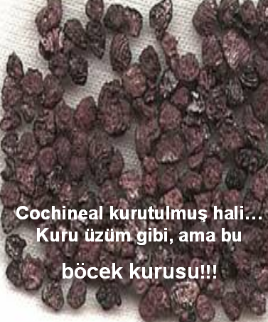 coca cola içermisiniz?