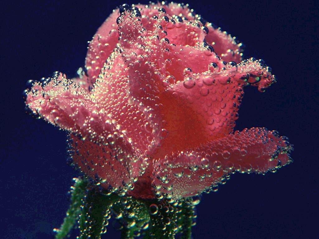 3 Gül --> 3 Üye