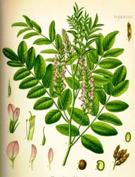 Meyan Şerbeti