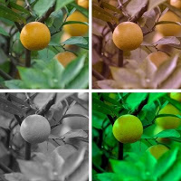 Mikroskopla çekilen fotoğraflar yarıştı