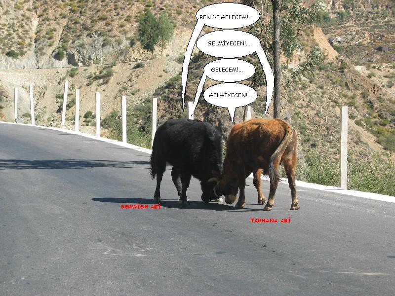 Sütaş karikatürleri Nizip.com'da Olursa.