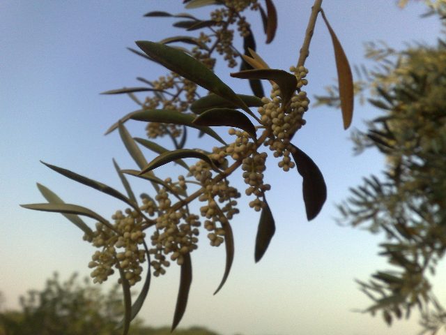 zeytin çiçeği