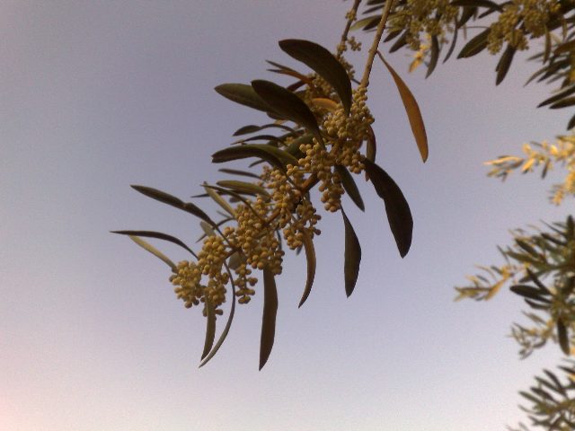 zeytin çiçeği