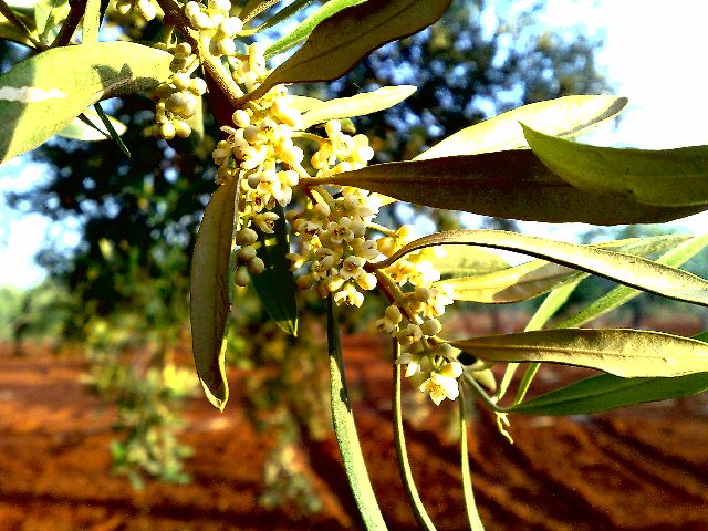 zeytin çiçeği