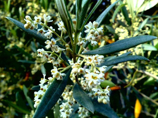 zeytin çiçeği