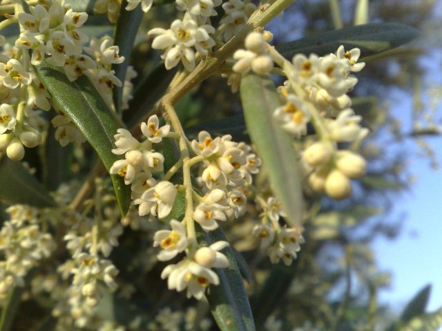 zeytin çiçeği