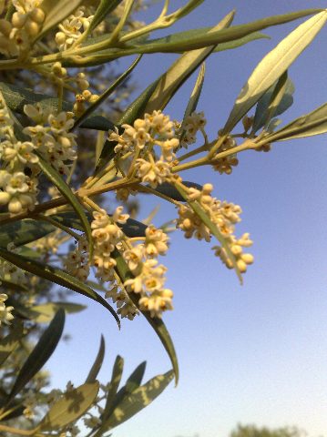 zeytin çiçeği