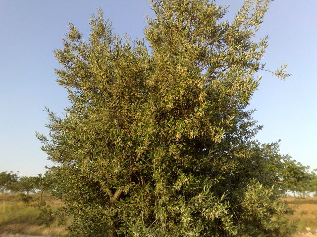 zeytin çiçeği