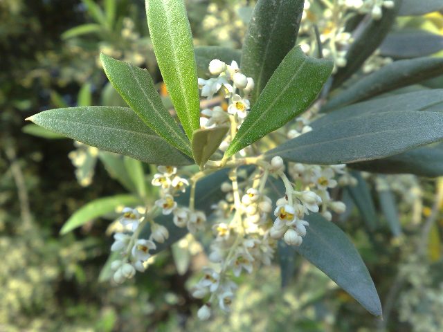 zeytin çiçeği