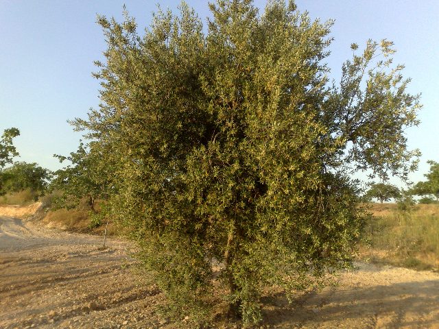 zeytin çiçeği