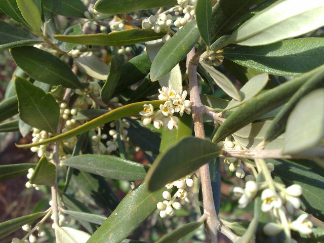 zeytin çiçeği