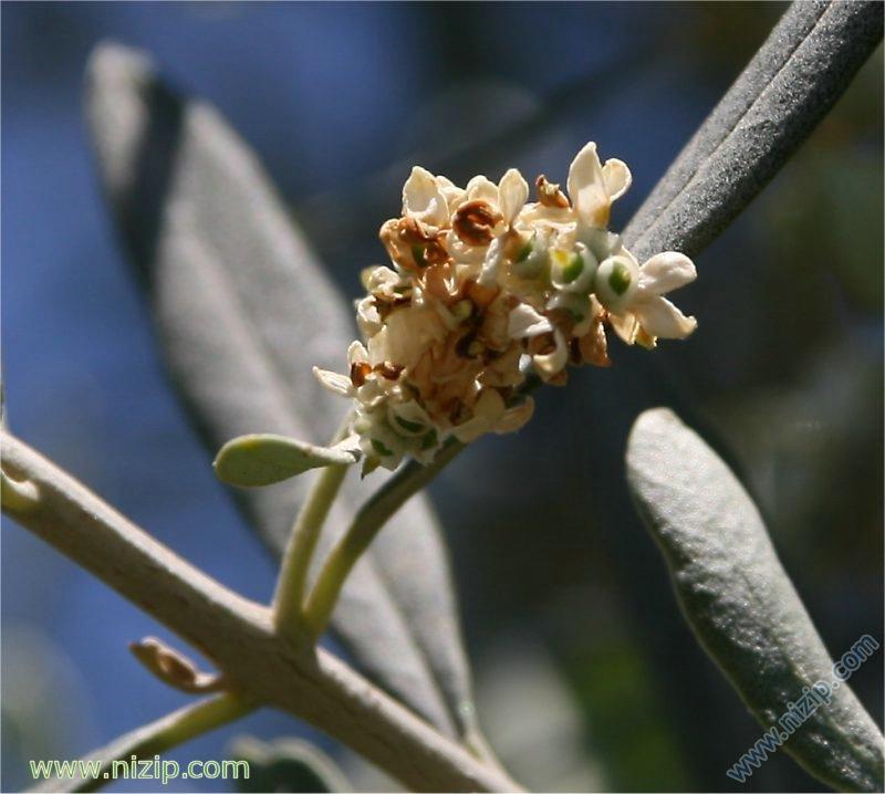 zeytin çiçeği