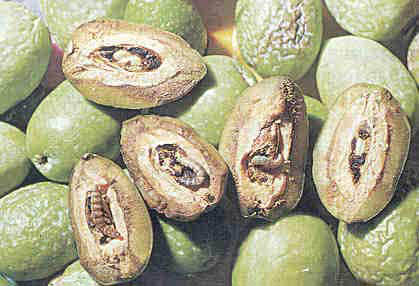 Zeytin zararlıları ve mücadelesi