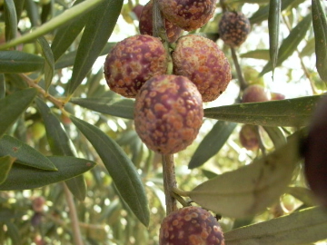 Zeytin zararlıları ve mücadelesi