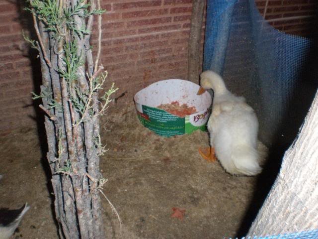Istanbul Cuma Tavası-3 Yapıldı Istanbul Cuma Tavası-3 Yapıldı
