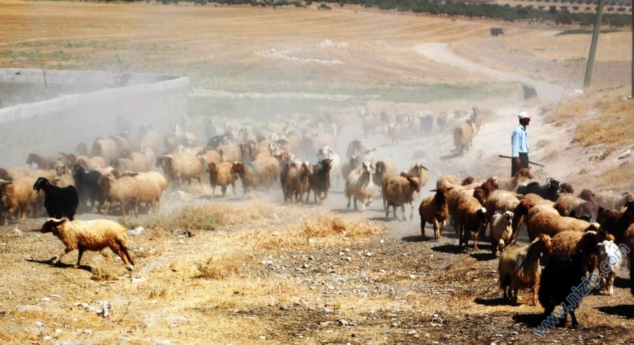Hoş Geldin Şafak ya da Şafakta Uyanmak