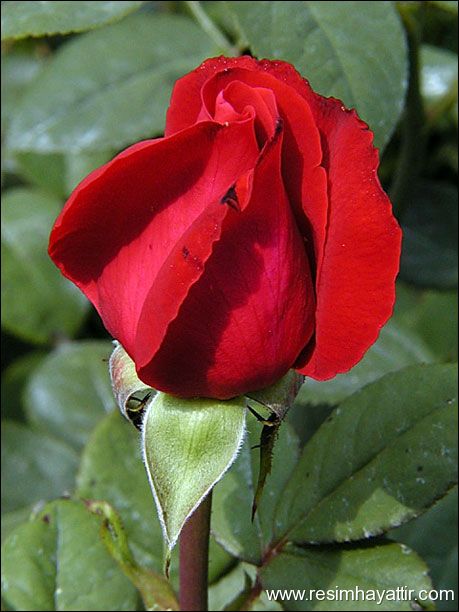3 Gül --> 3 Üye 3 Gül --> 3 Üye