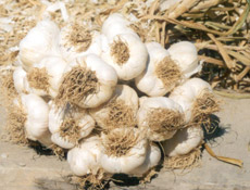 Sarımsagın  faydaları