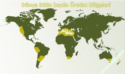 Zeytinyağı Fiyatları