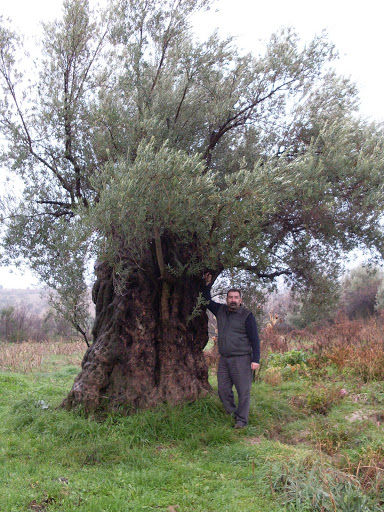 En Yaşlı Zeytin ağacı nerede ?