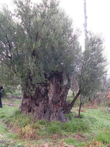 En Yaşlı Zeytin ağacı nerede ?
