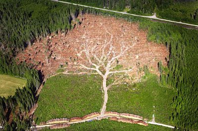 Google Earth'den şaşırtıcı ilüzyonlar.. Google Earth'den şaşırtıcı ilüzyonlar..