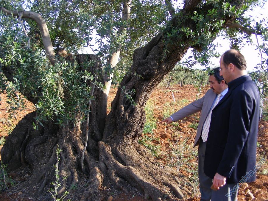 En Yaşlı Zeytin ağacı nerede ?